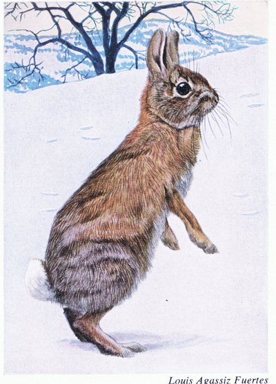 A Wary Cottontail by Louis Agassiz Fuertes